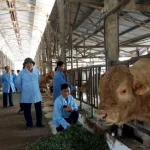 Nông trại cần máy phát điện công suất bao nhiêu